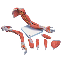 FNT12-4558 - Fabrication Enterprises - Anatomical Model - Deluxe Muscular Arm 6-Part