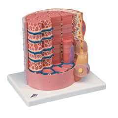 FNT12-4559 - Fabrication Enterprises - Anatomical Model - Microanatomy™ Muscle Fiber - 10,000 Times Magnified