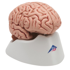 FNT12-4562 - Fabrication Enterprises - Anatomical Model - Classic Brain 5-Part