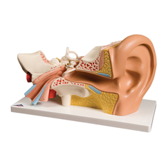 FNT12-4566 - Fabrication Enterprises - Anatomical Model - Ear, 4-Part (3x Size)