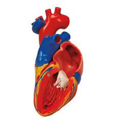 FNT12-4568 - Fabrication Enterprises - Anatomical Model - Heart with Bypass, 2-Part