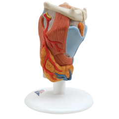 FNT12-4571 - Fabrication Enterprises - Anatomical Model - Larynx, 2-Part