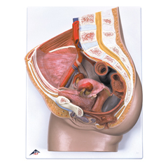 FNT12-4573 - Fabrication Enterprises - Anatomical Model - Female Pelvis with Ligaments, 3 Part