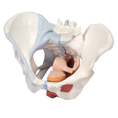 FNT12-4574 - Fabrication Enterprises - Anatomical Model - Female Pelvis, 4-Part with Ligaments