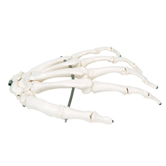 FNT12-4580L - Fabrication Enterprises - Anatomical Model - Loose Bones, Hand Skeleton, Left (Wire)