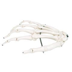 FNT12-4580R - Fabrication Enterprises - Anatomical Model - Loose Bones, Hand Skeleton, Right (Wire)