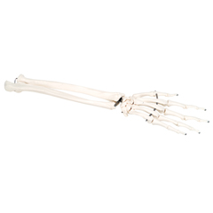 Fabrication Enterprises Anatomical Model - Loose Bones, Hand Skeleton with Ulna and Radius, Left (Wire)
