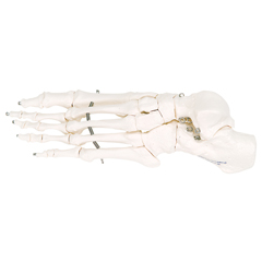 FNT12-4584L - Fabrication Enterprises - Anatomical Model - Loose Bones, Foot Skeleton, Left (Wire)
