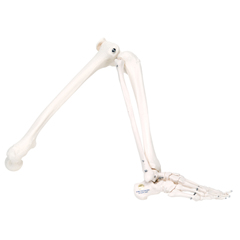 FNT12-4586L - Fabrication Enterprises - Anatomical Model - Loose Bones, Leg Skeleton, Left (Wire)