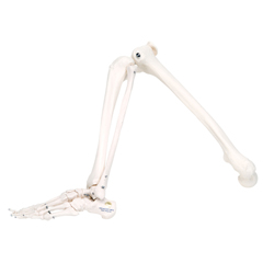 FNT12-4586R - Fabrication Enterprises - Anatomical Model - Loose Bones, Leg Skeleton, Right (Wire)