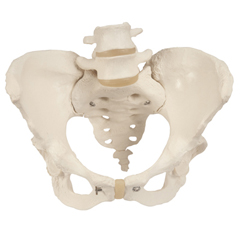 Fabrication Enterprises Anatomical Model - Pelvic Skeleton, Female, with Movable Femur Heads