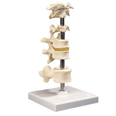 FNT12-4594 - Fabrication Enterprises - Anatomical Model - 5 Mounted Vertebrae with Removable Stand