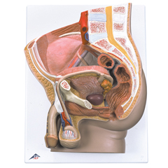 FNT12-4597 - Fabrication Enterprises - Anatomical Model - Male Pelvis, 2 Part