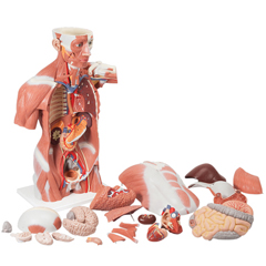 FNT12-4599 - Fabrication Enterprises - Anatomical Model - Life Size Muscle Torso, 27 Part