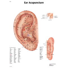FNT12-4603L - Fabrication Enterprises - Anatomical Chart - Acupuncture Ear, Laminated