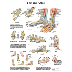 FNT12-4608S - Fabrication Enterprises - Anatomical Chart - Foot & Ankle, Sticky Back