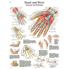 FNT12-4609S - Fabrication Enterprises - Anatomical Chart - Hand & Wrist, Sticky Back