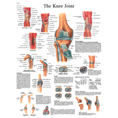 FNT12-4611L - Fabrication Enterprises - Anatomical Chart - Knee Joint, Laminated