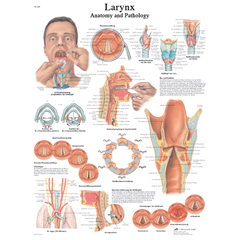 FNT12-4612L - Fabrication Enterprises - Anatomical Chart - Larynx, Laminated