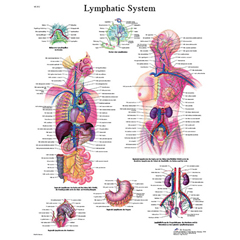 FNT12-4613L - Fabrication Enterprises - Anatomical Chart - Lymphatic System, Laminated
