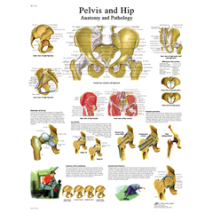 FNT12-4617L - Fabrication Enterprises - Anatomical Chart - Hip & Pelvis, Laminated