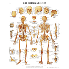 FNT12-4620S - Fabrication Enterprises - Anatomical Chart - Human Skeleton, Sticky Back