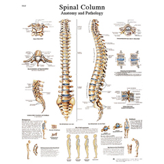 Fabrication Enterprises Anatomical Chart - Spinal Column, Paper