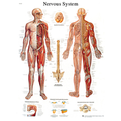 FNT12-4628P - Fabrication Enterprises - Anatomical Chart - Nervous System Chart, Paper