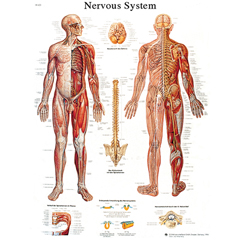 FNT12-4628S - Fabrication Enterprises - Anatomical Chart - Nervous System Chart, Sticky Back