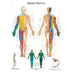Fabrication Enterprises Anatomical Chart - Spinal Nerves, Paper