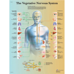 FNT12-4631P - Fabrication Enterprises - Anatomical Chart - Vegetative Nervous System, Paper