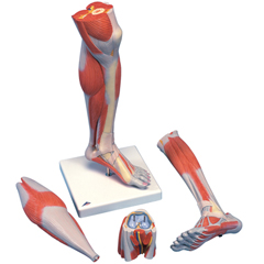 FNT12-4800 - Fabrication Enterprises - Anatomical Model - Lower Muscle Leg With Detachable Knee, 3 Part, Life Size
