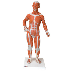 FNT12-4801 - Fabrication Enterprises - Anatomical Model - 1/3 Life-Size Muscle Figure, 2-Part