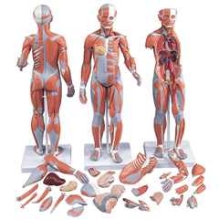 FNT12-4805 - Fabrication Enterprises - Anatomical Model - 1/2 Life-Size Complete Dual Sex Muscle Model, 33-Part