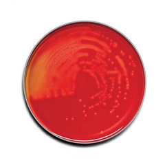 BD Prepared Media BD BBL Trypticase Soy Agar with 5% Sheep Blood (TSA II) Dark Red Mono-Plate Format, 100/BX