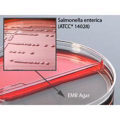 Hardy Diagnostics Prepared Media Blood Agar / Eosin Methylene Blue (EMB) Agar Bi-Plate Format, 10/BX