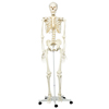 Fabrication Enterprises Anatomical Model - Stan the Classic Skeleton on Roller Stand FNT12-4500