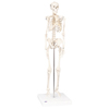 Fabrication Enterprises Anatomical Model - Shorty the Mini Skeleton on Mounted Base FNT12-4506
