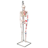 Fabrication Enterprises Anatomical Model - Shorty the Mini Skeleton with Muscles on Hanging Stand FNT12-4507