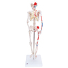 Fabrication Enterprises Anatomical Model - Shorty the Mini Skeleton with Muscles on Mounted Base FNT12-4508