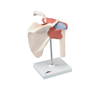 Fabrication Enterprises Anatomical Model - Functional Shoulder Joint, Deluxe FNT12-4513