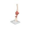 Fabrication Enterprises Anatomical Model - Functional Elbow Joint, Deluxe FNT 12-4516