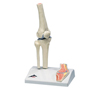 Fabrication Enterprises Anatomical Model - Mini Knee Joint with Cross Section of Bone on Base FNT 12-4518
