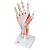 Fabrication Enterprises Anatomical Model - Hand Skeleton with Removable Ligaments & Muscles, 4-Part FNT 12-4522