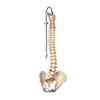 Fabrication Enterprises Anatomical Model - Flexible Spine, Classic, with Male Pelvis FNT 12-4529