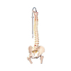 Fabrication Enterprises Anatomical Model - Flexible Spine, Classic, with Femur Heads FNT12-4530