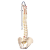 Fabrication Enterprises Anatomical Model - Flexible Spine, Didactic FNT12-4536