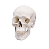 Fabrication Enterprises Anatomical Model - Classic Skull, 3 Part FNT12-4547