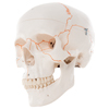 Fabrication Enterprises Anatomical Model - Classic Skull, 3-Part Numbered FNT12-4550