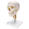 Fabrication Enterprises Anatomical Model - Classic Skull, 4 Part, on Cervical Spine FNT12-4551